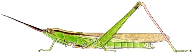 Gelastorhinus africanus