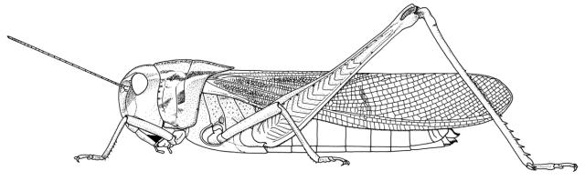 Gastrimargus determinatus procerus