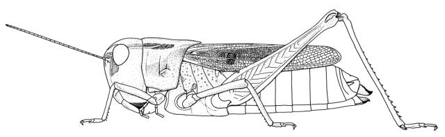 Gastrimargus ochraceus
