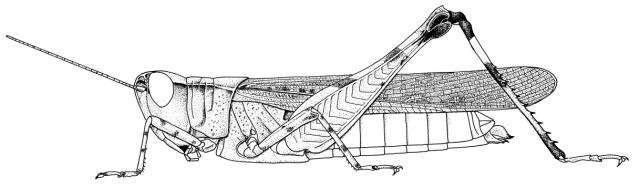 Gymnobothrus temporalis
