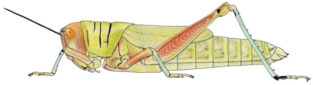 Hieroglyphus africanus femelle
