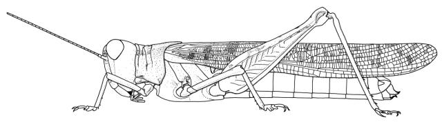 Hyalorrhipis canescens