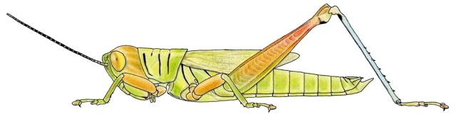 Hieroglyphus daganensis mle