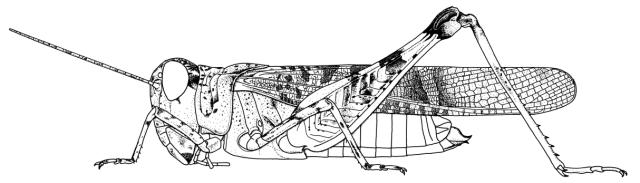 Heteropternis descampsi