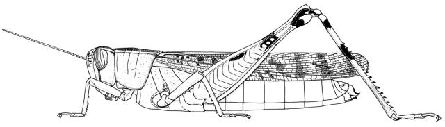 Heteracris harterti