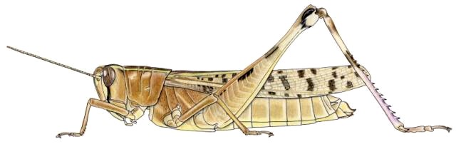 Heteracris leani