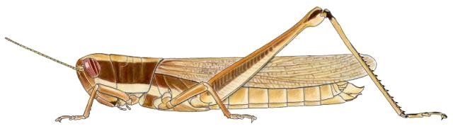 Homoxyrrhepes punctipennis
