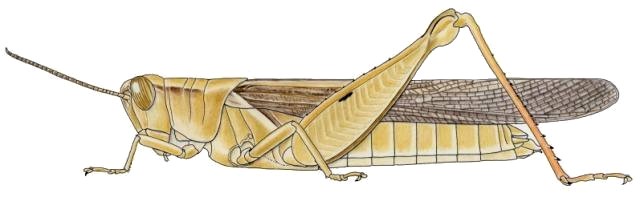 Harpezocatantops stylifer