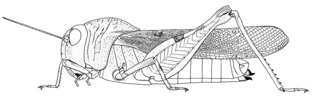Humbe tenuicornis