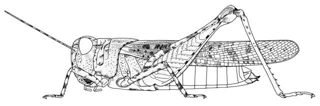 Heteropternis thoracica