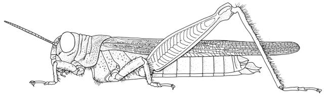 Hemiacris uvarovi