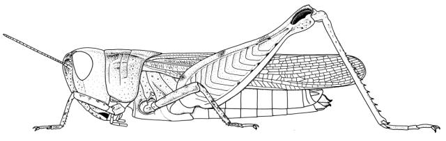 Leionotacris gilloni