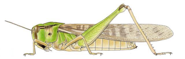 Locusta migratoria migratorioides