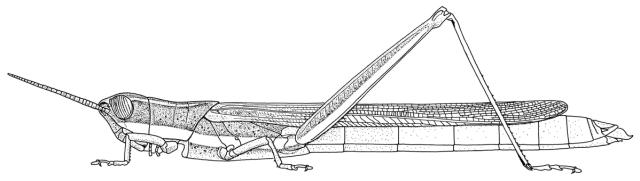 Leptacris monteiroi monteiroi