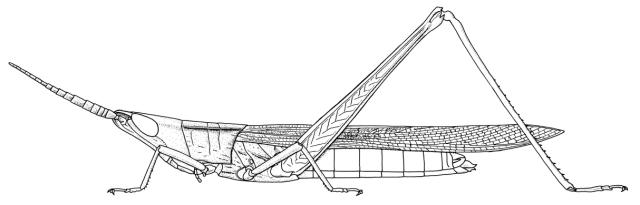 Machaeridia bilineata