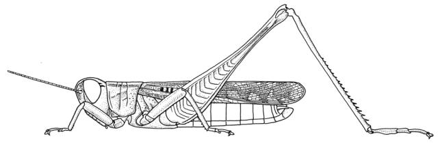 Metaxymecus gracilipes mle
