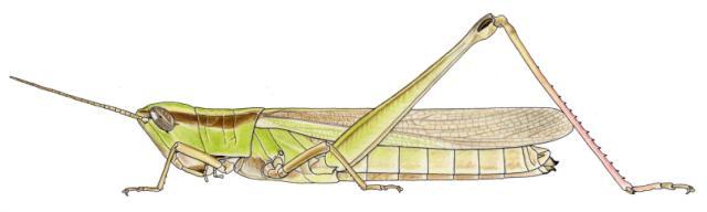 Orthochtha ampla femelle