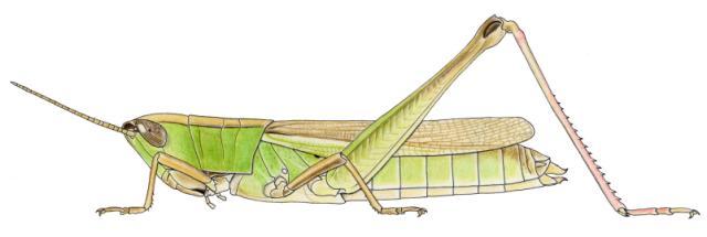 Orthochtha brachycnemis brachycnemis femelle