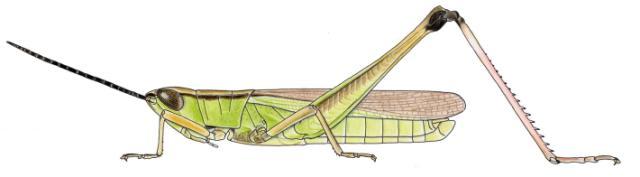 Orthochtha brachycnemis brachycnemis mle
