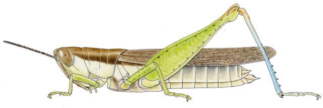 Oxya cyanoptera