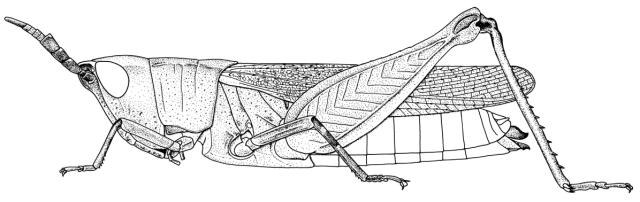 Ocnocerus diabolicus