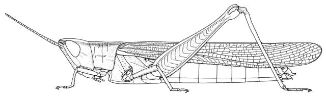 Ochrilidia harterti harterti