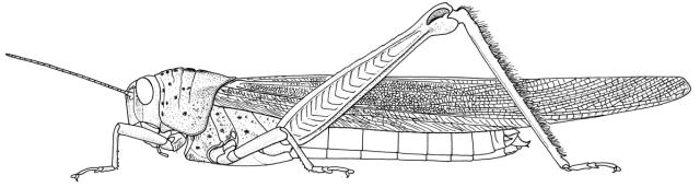 Orthacanthacris humilicrus