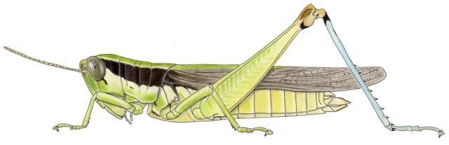 Oxya hyla hyla