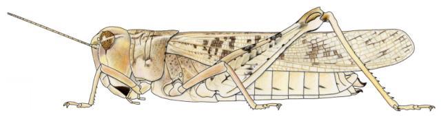 Oedaleus johnstoni