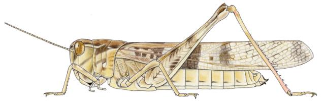 Oedaleus senegalensis femelle