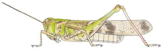 Oedaleus senegalensis mle