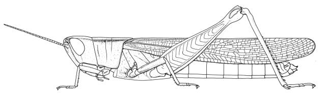Ochrilidia tibialis