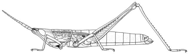 Odontomelus togoensis