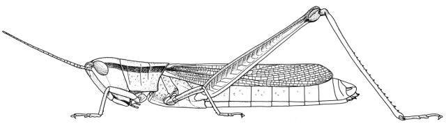 Orthochtha venosa