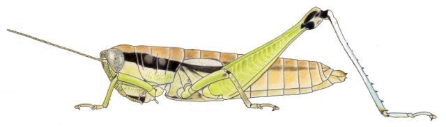Pododula ancisa