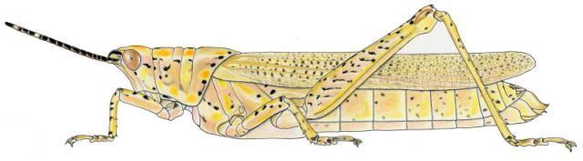 Poekilocerus bufonius hieroglyphicus