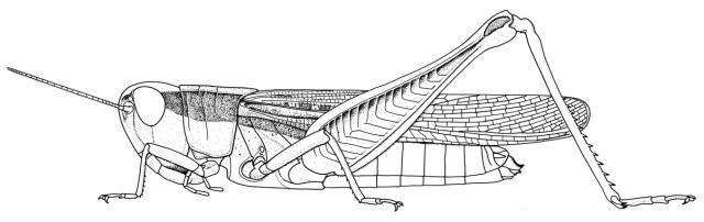 Pnorisa carinata