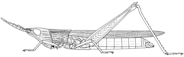 Parga cyanoptera
