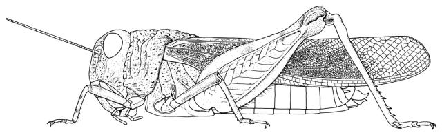 Pycnodictya diluta