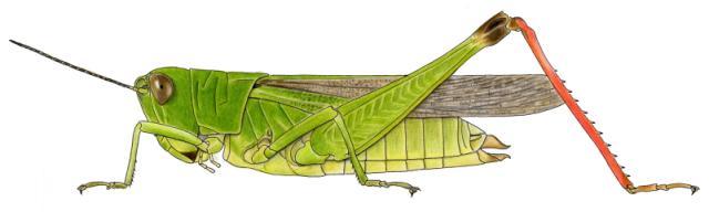 Paracinema luculenta