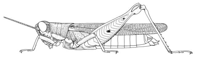 Parapropacris notata