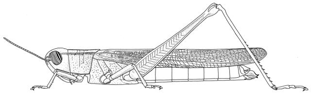 Petamella prosternalis