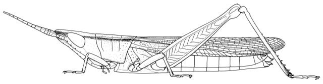 Platypternodes savannae