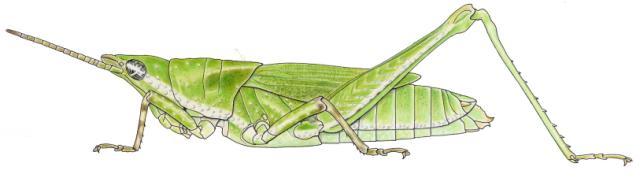 Pyrgomorpha vignaudii femelle
