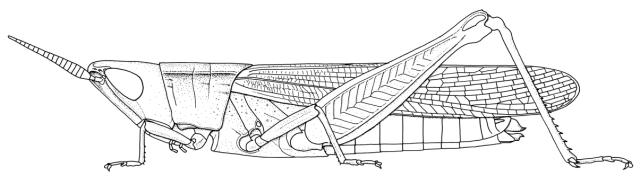 Platypternodes voltaensis