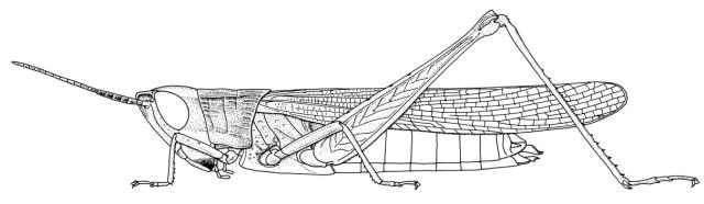 Rhabdoplea munda femelle