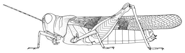 Sphingonotus airensis
