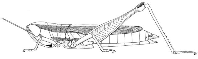 Spathosternum brevipenne