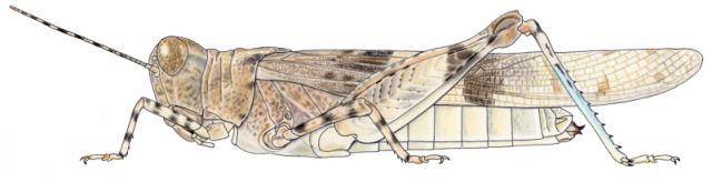 Sphingonotus canariensis canariensis