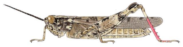 Stenocrobylus cinnabarinus